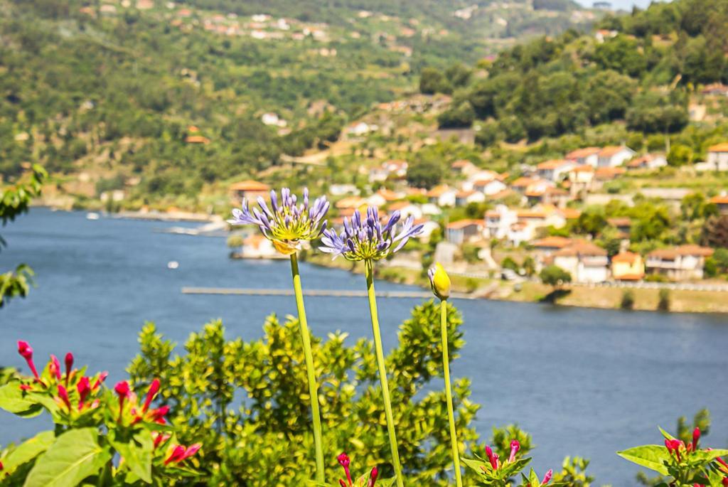 히바 도우로 Casa Da Torre, Porto Manso 빌라 외부 사진